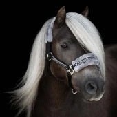 Grimma Horse Unique | Shetl - XFull | Källquist Equestrian - Grimma - Equi ReUse Sweden AB