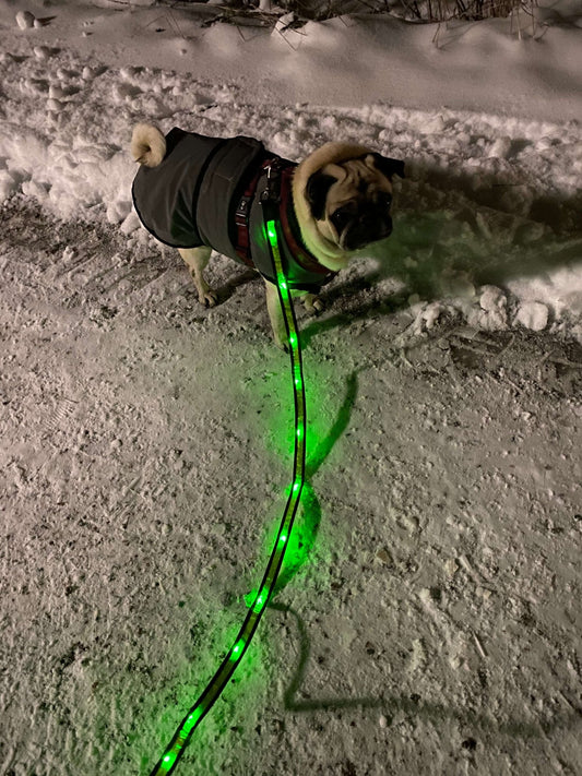 Hundkoppel med LED-ljus plus reflexband - Equi ReUse Sweden AB