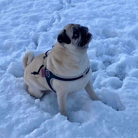 Hundsele med reflex | 3 | Tre Ponti - Equi ReUse Sweden AB