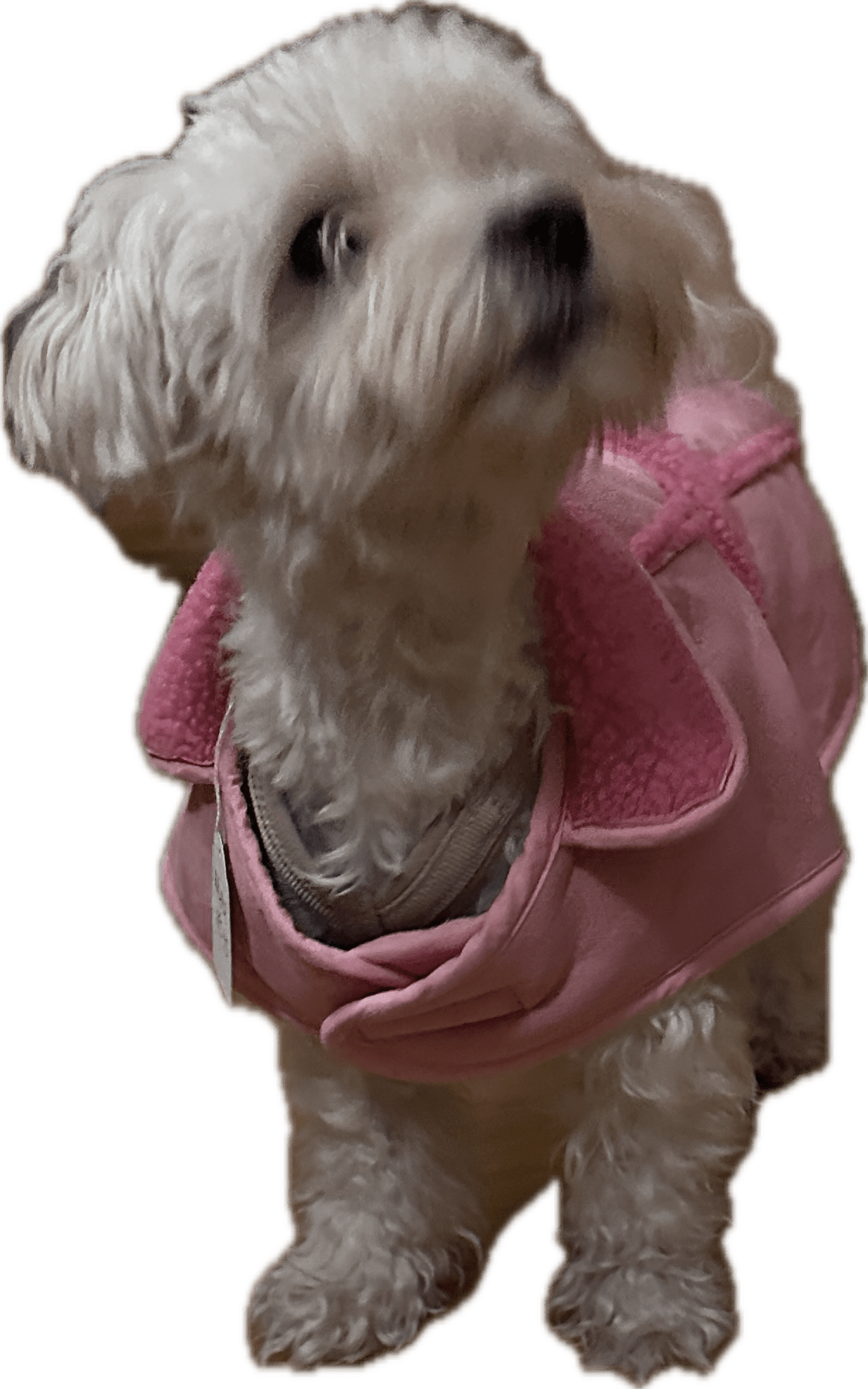 Hundtäcke med teddyfoder | 40 | - Hundtäcke - Equi ReUse Sweden AB