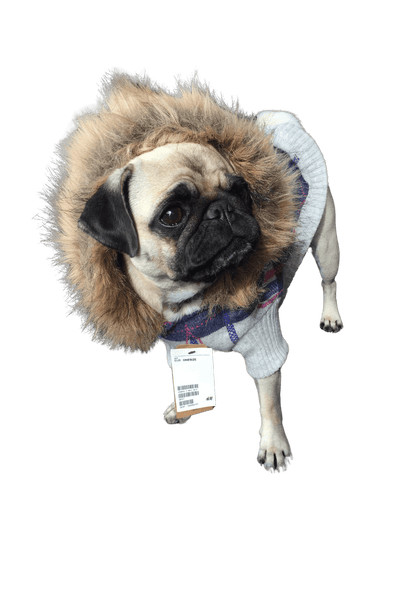 Hundtröja Hoodie | 37 | H&M - Equi ReUse Sweden AB