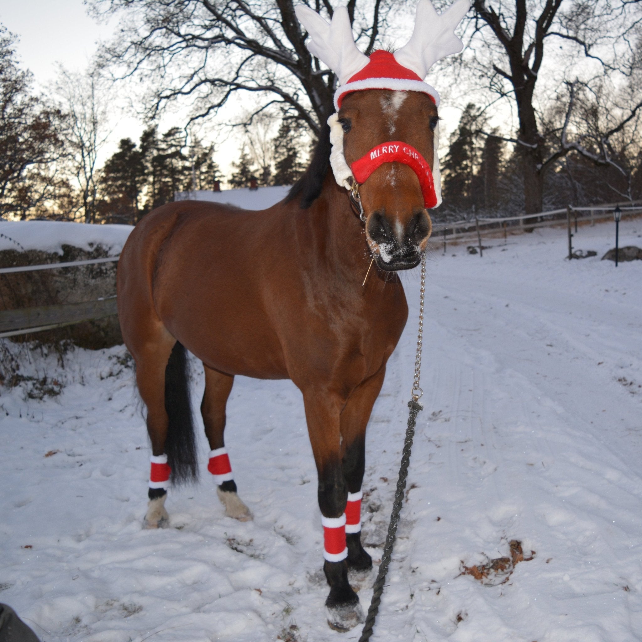 Julset för häst 6 delar - Equi ReUse Sweden AB