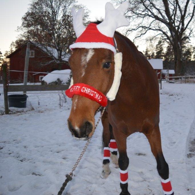 Julset för häst 6 delar - Equi ReUse Sweden AB