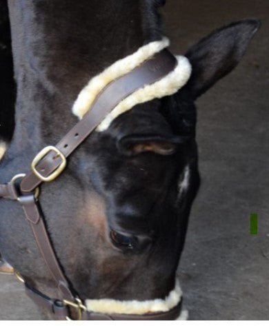 Lädergrimma med fårskinn | Eponia Equestrian sport - Equi ReUse Sweden AB