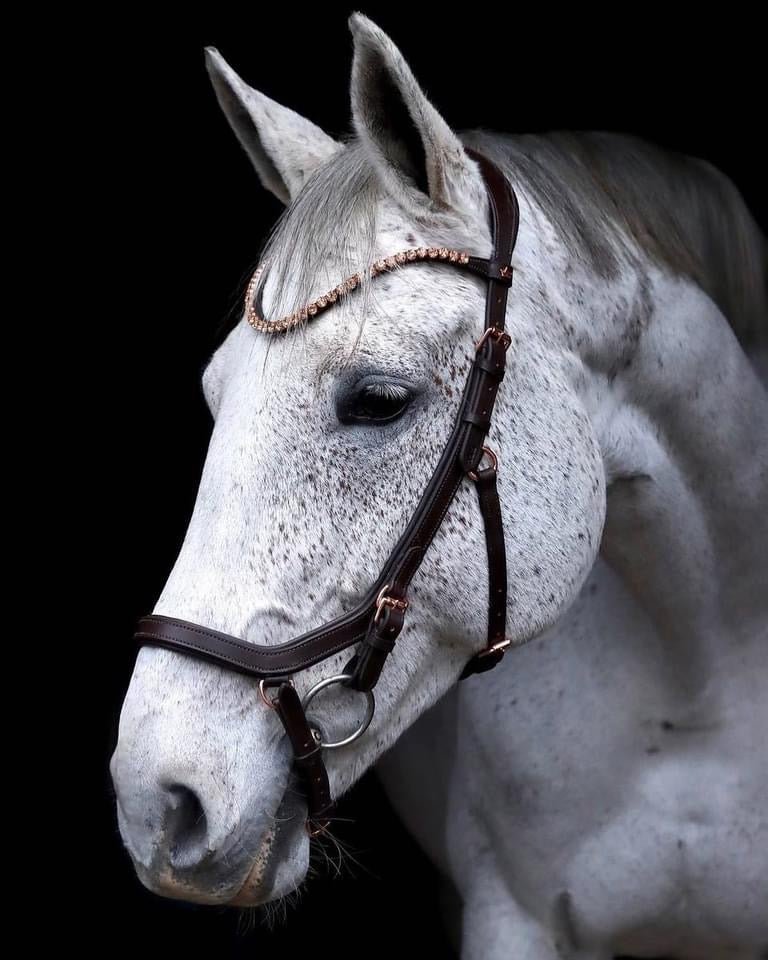 Träns Diva | Full | Crystal Crown - Equi ReUse Sweden AB