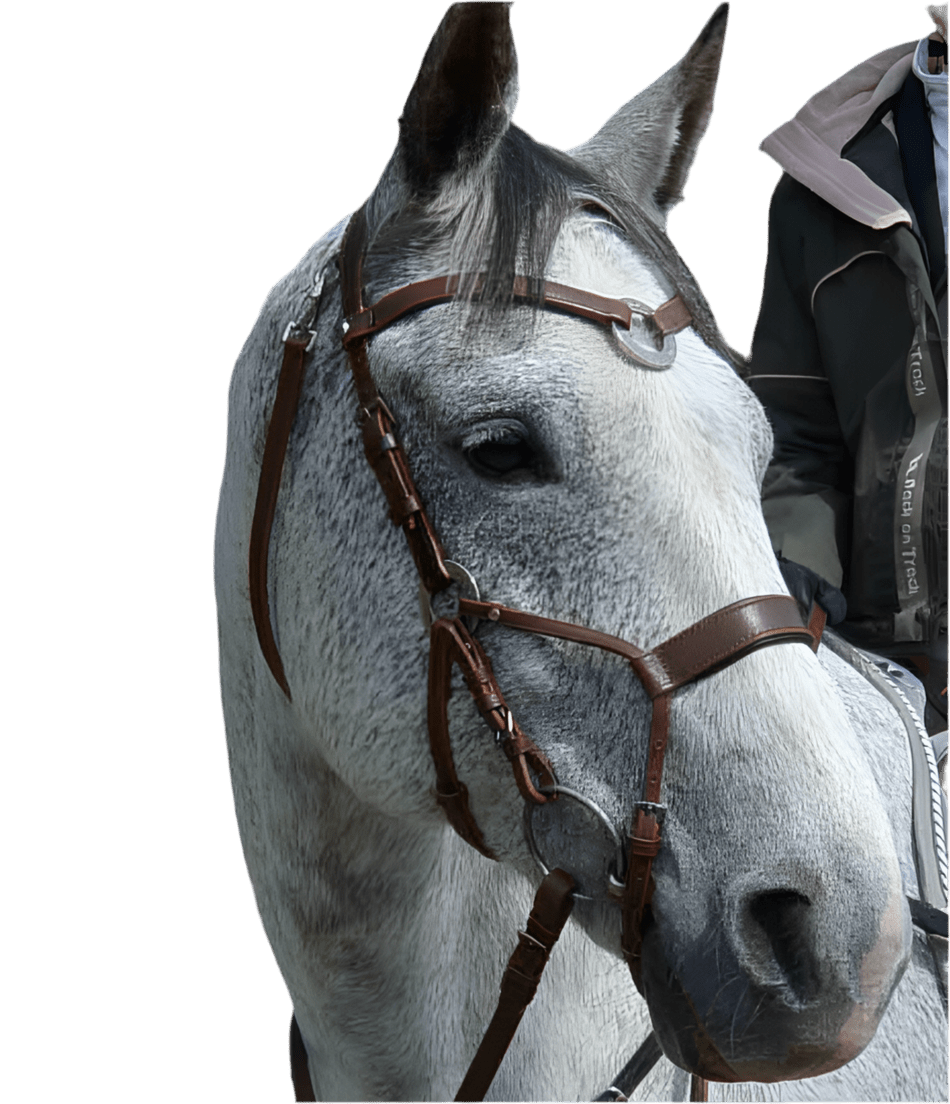 Träns | Shape by Charisma - Equi ReUse Sweden AB