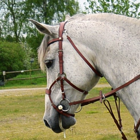 Träns | Shape by Charisma - Equi ReUse Sweden AB